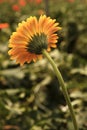 Gerbera in Yellow colours. Floral photography. Floral desktop background. Nature background. Darkgreen leaves