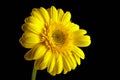 Gerbera yellow flower, plant with yellow petals on black background