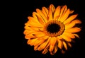 Gerbera Royalty Free Stock Photo