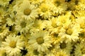 Gerbera yellow flower garden