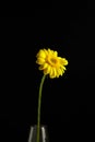 Gerbera yellow flower, plant with yellow petals on black background