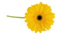 Gerbera yellow flower isolated on white background