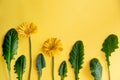 Gerbera yellow flower and leaves decorate on yellow background - top view copy space Spring and summer mood