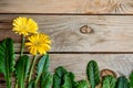 Gerbera yellow flower and leaves decorate on the brown wooden background - top view copy space Spring and summer mood Royalty Free Stock Photo