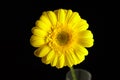 Gerbera yellow flower, plant with yellow petals on black background