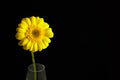 Gerbera yellow flower, plant with yellow petals on black background