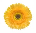 Gerbera yellow flower on white background