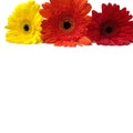 Gerbera yellow, red, orange flowers isolated on a white background