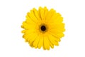 Gerbera yellow