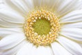 Gerbera Yellow White daisy Flower Royalty Free Stock Photo