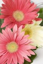 Gerberas Royalty Free Stock Photo