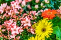 Gerberas and azaleas