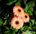 Gerberas In Bloom