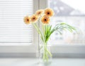 Gerberas bouquet in vase on the windowsill with bright daylight Royalty Free Stock Photo