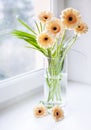 Gerberas bouquet on the windowsill with bright daylight