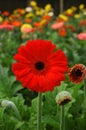 Gerberas in hothouse Royalty Free Stock Photo