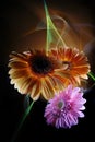 Gerberas orange and gerbera lilac on a multicolored background