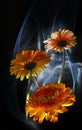 Gerberas orange and gerbera white on a multicolored background