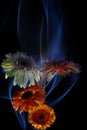 Gerberas orange and gerberas white on a multicolored background