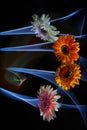 Gerberas orange and gerberas pink-white on a multicolored background