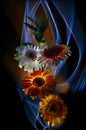 Gerberas orange and white-lilac on a multicolored background