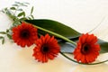 Gerberas