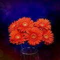 Gerberas in vase Royalty Free Stock Photo