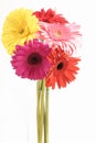 Gerberas in Vase Royalty Free Stock Photo