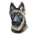 Gerberian Shepsky Puppy digital art illustration isolated on white