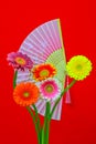 Assorted colorful gerber daisy flowers with oriental folding fan on red background Royalty Free Stock Photo