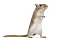 Gerbil, 2 months old, in front of white background