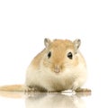 Gerbil Royalty Free Stock Photo