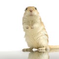 Gerbil Royalty Free Stock Photo