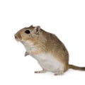 Gerbil