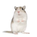 Gerbil Royalty Free Stock Photo