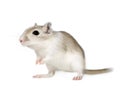 Gerbil Royalty Free Stock Photo