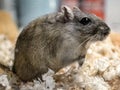 A Gerbil Royalty Free Stock Photo