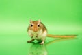 Gerbil - cute pet Royalty Free Stock Photo