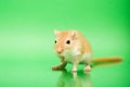 Gerbil - cute pet Royalty Free Stock Photo