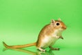 Gerbil - cute pet Royalty Free Stock Photo