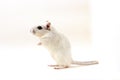 Gerbil - cute pet Royalty Free Stock Photo