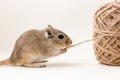 Gerbil - cute pet Royalty Free Stock Photo