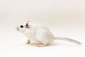Gerbil - cute pet Royalty Free Stock Photo