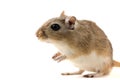 Gerbil - cute pet Royalty Free Stock Photo