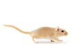 Gerbil - cute pet Royalty Free Stock Photo