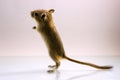 Gerbil - cute pet Royalty Free Stock Photo