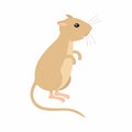 Gerbil sitting on his feet. Vector illustration isolated.