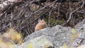 Gerbil. Little mouse sitting on a stone.