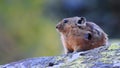 Gerbil. Little mouse sitting on a stone.