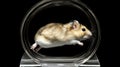 A gerbil, still young, is running with energetic movements on a wheel designed for hamsters, its tiny paws in constant Royalty Free Stock Photo